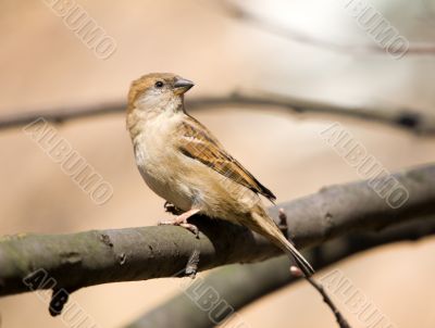 Sparrow on a tree branch