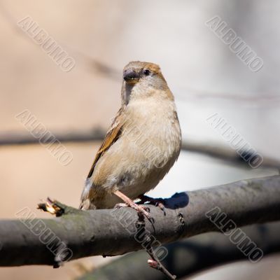 Sparrow on a tree