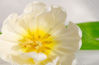 White flower with a yellow pestiles