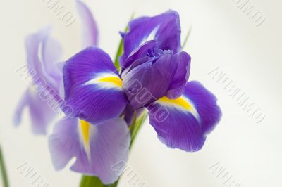 beautiful violet flower