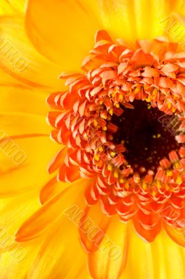 The yellow flower close-up macro