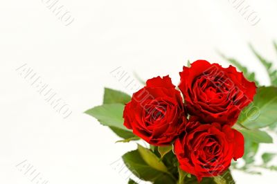 Beautiful roses on a white shiny background.