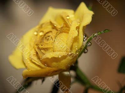Old rose with water drops
