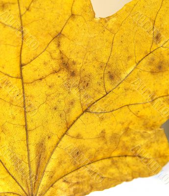 Autumn leaf
