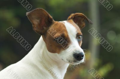 Jack Russell Terrier Portrait