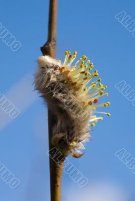 pussy-willow