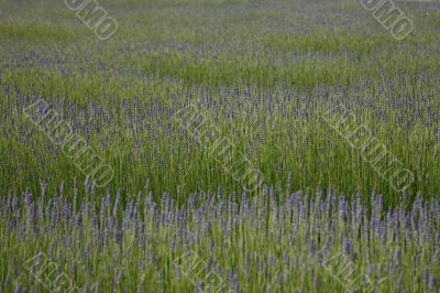 Lavender Field