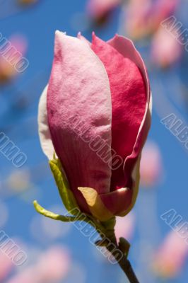 flower of magnolia