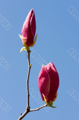 flower of magnolia