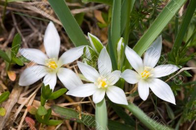 White spring flowers