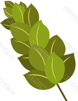 Laurel Branch