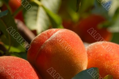 Fuzzy peaches