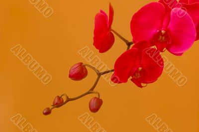 Pink orchids