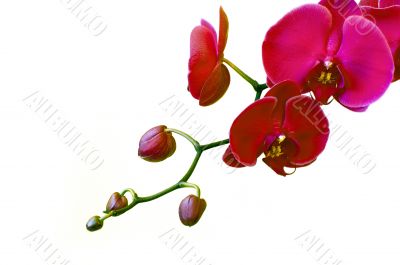 Pink orchids