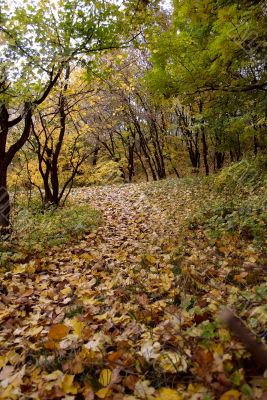 forest