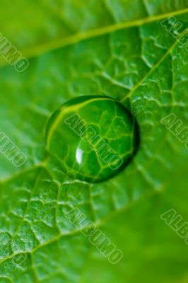 Water drop on the green leaf