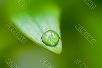 Water drop on the green grass