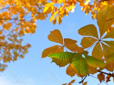 chestnut leaves
