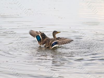 flying up duck