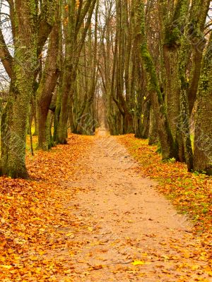 yellow alley