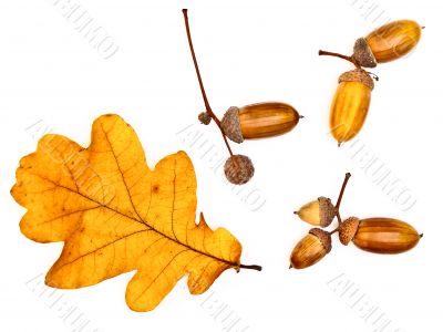 oak leaves and acorns