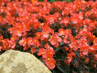 red flowers