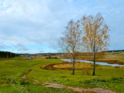 two birch