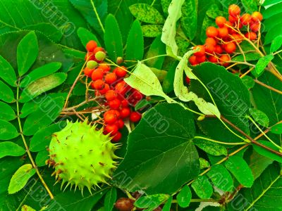 ashberry, chestnut and linden