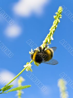 bee at flower