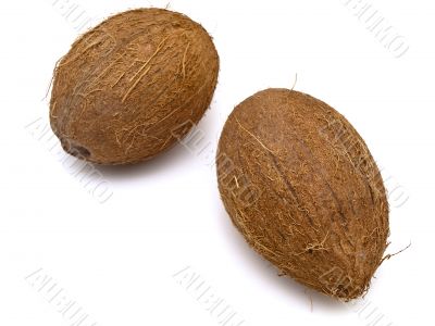 coconut