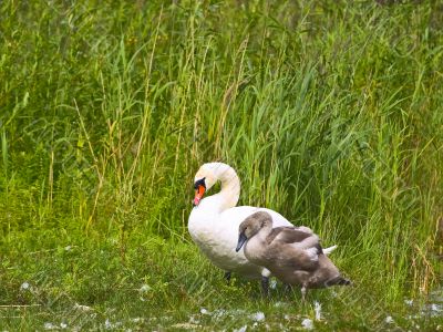 cygnet