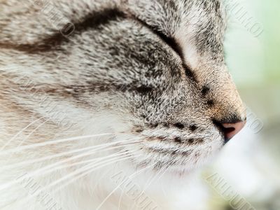 cat