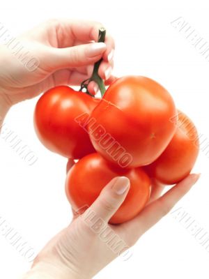 tomatoes in hands