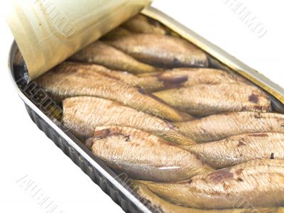 sprat