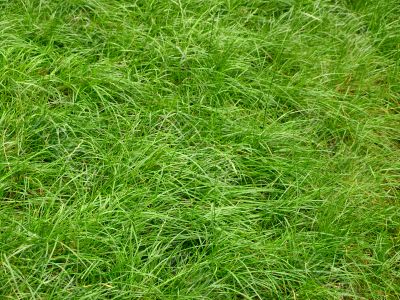 grass background