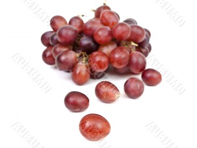 red grape