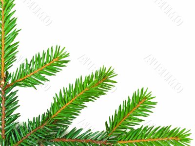 fir corner