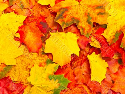 autumn leaves background