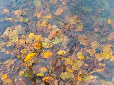 Autumn water and leaves