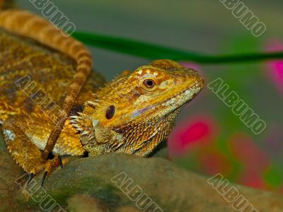 Lizard