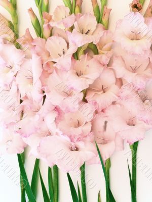 pink gladiolus