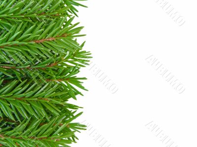 fir frame