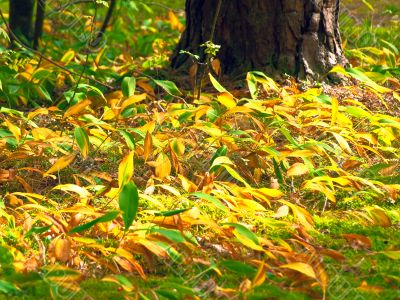autumn lily of the valley
