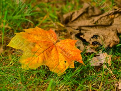 maple leaf in grass