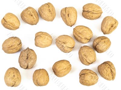 walnut