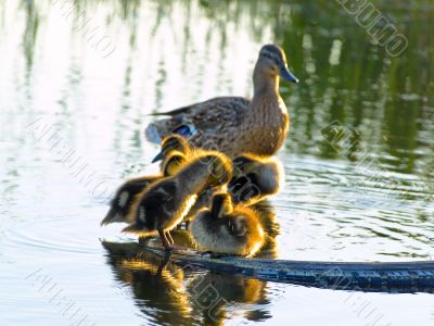 duck family