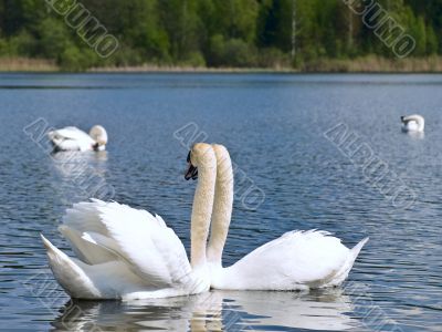 white swans