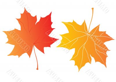 maple leaves