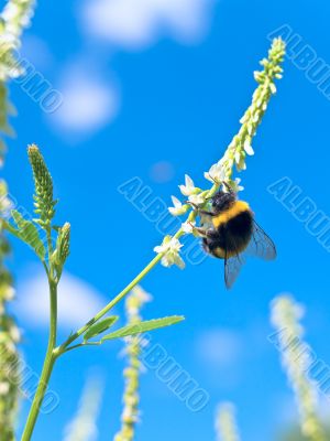 bumblebee