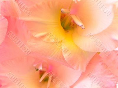 pink gladiolus